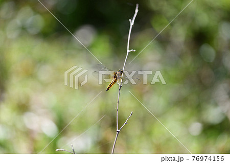 ハラビロトンボ（腹広蜻蛉）の未熟な♂ 76974156