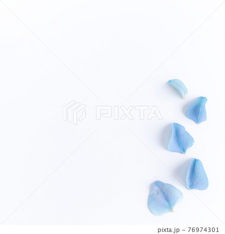 Flat lay with hydrangea or hortensia blue petals, white background 76974301