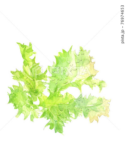 水滴の付いたレタスの苗 手描き水彩画 葉物野菜 白バック Png コピースペースありのイラスト素材