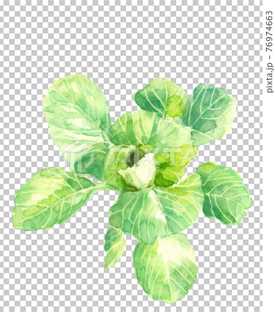 キャベツの苗【手描き水彩画】葉物野菜 白バック PNG コピースペースあり 76974663
