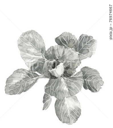 キャベツの苗【手描き水墨画風水彩画】葉物野菜 白バック PNG コピースペースあり 76974667