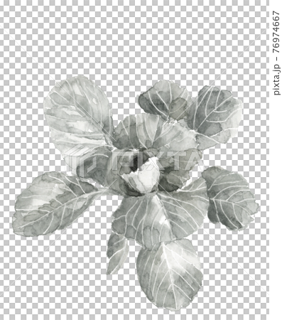 キャベツの苗【手描き水墨画風水彩画】葉物野菜 白バック PNG コピースペースあり 76974667