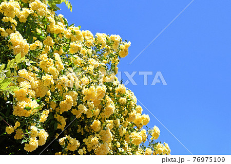 モッコウバラ(木香薔薇) モッコウバラ(木香薔薇) 76975109