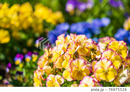 春の花　パンジーの咲く花壇 76975526