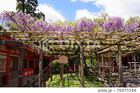 古都奈良の文化財　春日大社 76975566