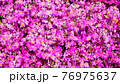 画面一面のサクラソウ 76975637
