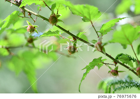 ナガバモミジイチゴの未熟な果実 76975676