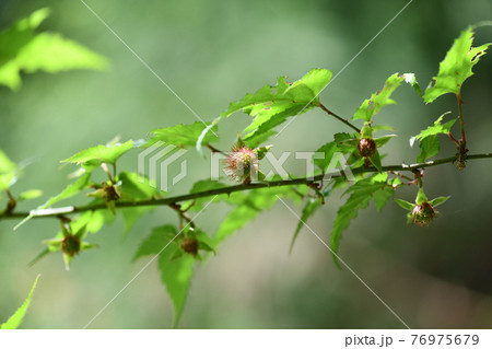 ナガバモミジイチゴの未熟な果実 76975679
