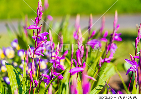 ペチコート水仙の咲く花壇の写真素材