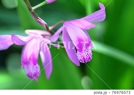 可憐に咲く 可憐に咲く 76976073