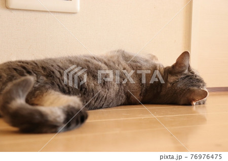 寝転んでごろごろする猫アメリカンショートヘアブルータビー 76976475