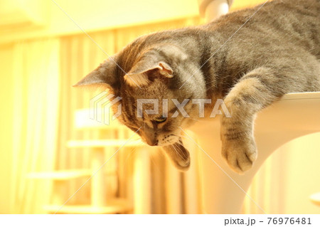 キャットタワーから下をのぞき込む猫アメリカンショートヘアブルータビー キャットタワーから下をのぞき込む猫アメリカンショートヘアブルータビー 76976481