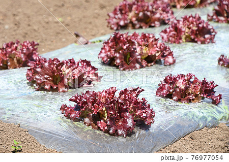 サニーレタス畑 76977054