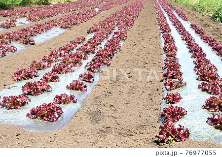 サニーレタス畑 76977055