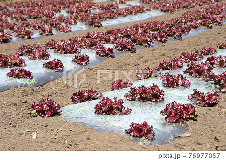 サニーレタス畑 76977057