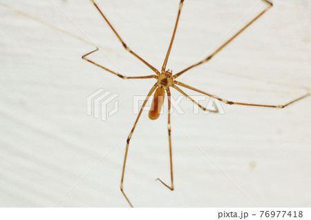 Spider with long legs on the wall close up Spider with long legs on the wall close up 76977418