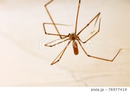 Spider with long legs on the wall close up 76977419