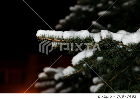 Branch spruce with snow in the night Branch spruce with snow in the night 76977492