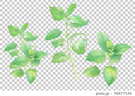 草藥：檸檬香脂的水彩插圖 76977544
