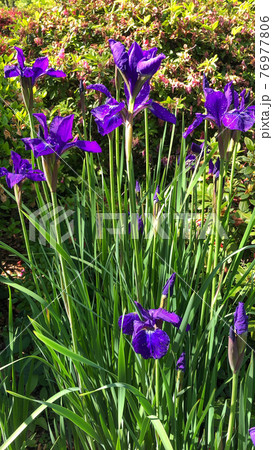 菖蒲の花 菖蒲の花 76977806