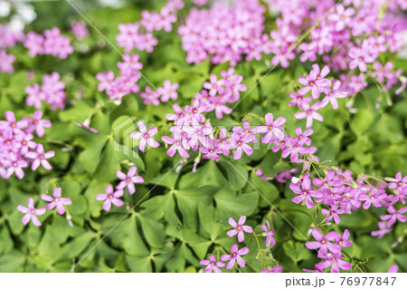 ピンク 背景 花 76977847