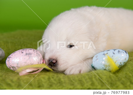 White small Samoyed puppy dog with eggs on Easter White small Samoyed puppy dog with eggs on Easter 76977983