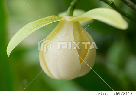 花 フラワー お花 76978118