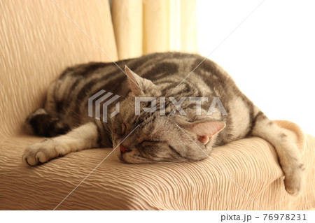 ダラダラした寝姿の猫アメリカンショートヘアシルバータビー 76978231