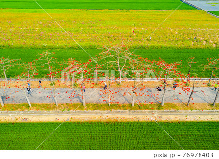 台湾 花 フラワー 76978403