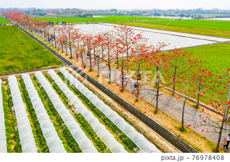 台湾 花 フラワー 76978408