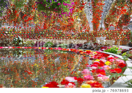 なばなの里【ベゴニアガーデン】 なばなの里【ベゴニアガーデン】 76978693