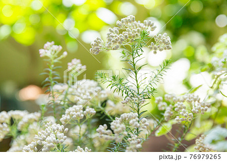 庭に咲く白いライスフラワーの花の写真素材