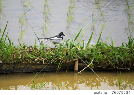 田んぼでミミズを咥えたハクセキレイ／寺坂棚田（埼玉県秩父郡小瀬町） 76979284