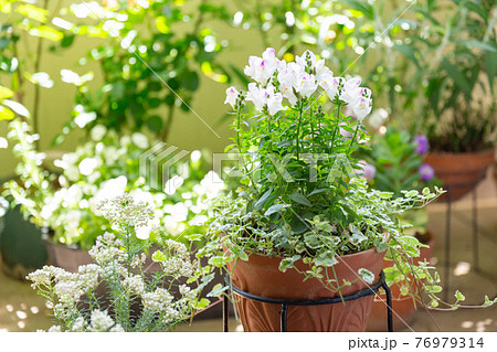 ベランダで咲く寄せ植えコンテナの花 76979314