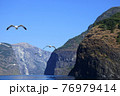 カモメとフィヨルドクルーズ 76979414
