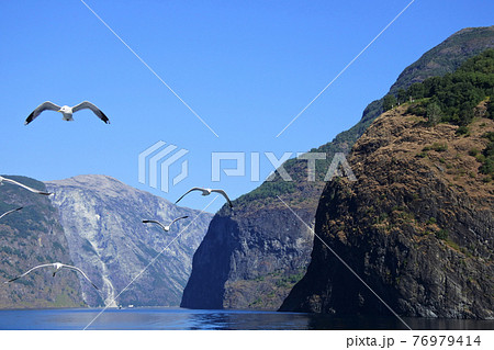 カモメとフィヨルドクルーズ カモメとフィヨルドクルーズ 76979414