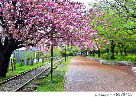 寒川一之宮公園で鮮やかに咲く八重桜 寒川一之宮公園で鮮やかに咲く八重桜 76979416