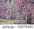 かざはやの里梅林 76979485