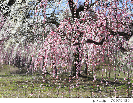 かざはやの里の梅の花 76979486
