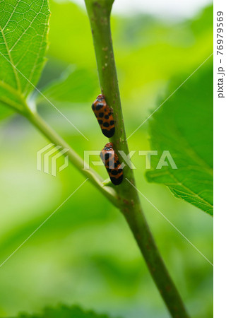昆虫 虫 蟲 76979569