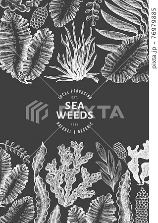 Seaweed design template. Hand drawn vector seaweeds illustration on chalk board. Engraved style sea food banner. Vintage sea plants background 76979885