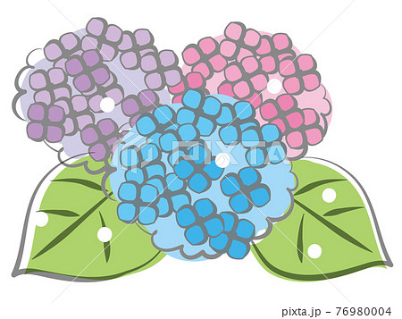 手描き水彩風のピンクと紫と水色の3色の紫陽花のイラスト 白背景のイラスト素材