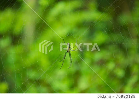 クモ 蜘蛛 スパイダー 76980139