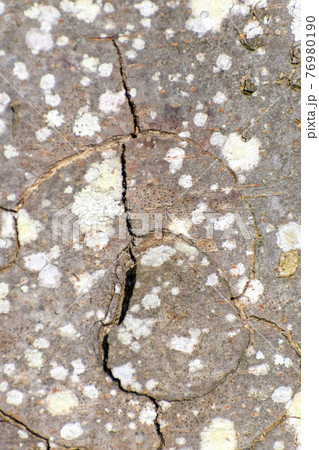 樹皮のひび割れ 76980190