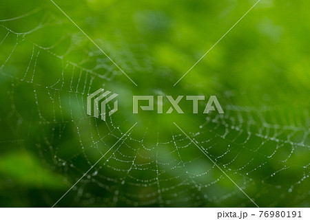 クモ 蜘蛛 スパイダー 76980191