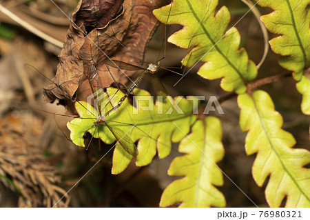 ガガンボ ガガンボ 76980321