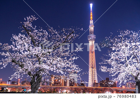 《東京都》スカイツリーと夜桜・隅田公園 《東京都》スカイツリーと夜桜・隅田公園 76980483