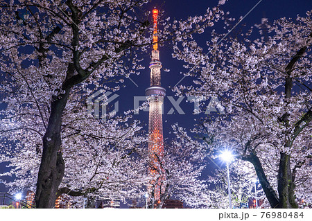 《東京都》スカイツリーと夜桜・隅田公園 76980484