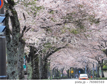 静岡県　御東原循環線の桜並木　4月 76980569