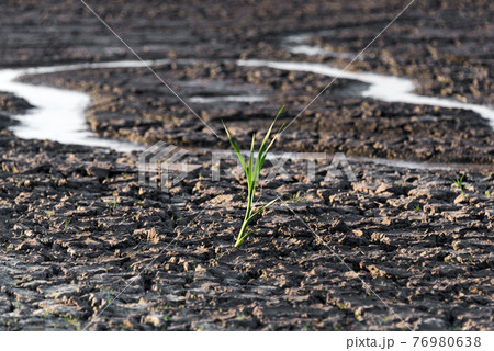 Lonely green sprout in dry cracked ground. Green plant growing through cracks in the ground, nature fighting the heat. Drought, cracked ground. Symbol of weather and climate changes 76980638